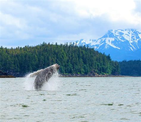 Kachemak Bay Sightseeing Tours .